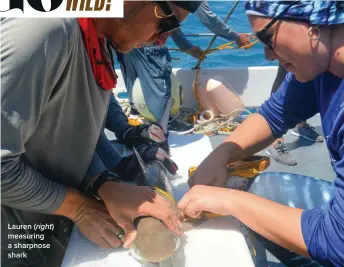  ?? ?? Lauren (right) measuring a sharpnose shark