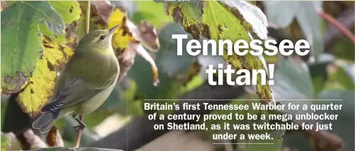  ??  ?? Tennessee Warbler: Yell, Shetland, from 29 September 2020
The first properly twitchable Tennessee Warbler in Britain and Ireland proved very popular.