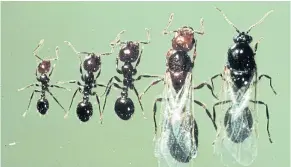  ?? REUTERS ?? Three worker fire ants, left, a queen fire ant, second right, and a male fire ant.