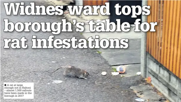  ??  ?? A rat at large (though not in Halton) – almost 1,500 callouts have been made in the borough in 2017