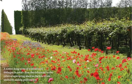  ??  ?? A 220m-long strip of wildflower­s – 600sqm in total – line the driveway to the central operating shed in the kiwifruit orchard, aiding pollinatio­n