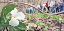  ?? JIM WILKES TORONTO STAR FILE PHOTO ?? Choose plants, even native species, for their growing conditions. For instance, woodland plants like trilliums grow best in a woodland.