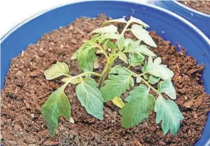  ?? MSU EXTENSION ?? Seedlings can be transplant­ed into larger containers before being planted outdoors.