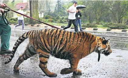  ??  ?? Bieg przez zoo w 2009 r., na którym pojawił się tygrys wyprowadza­ny wtedy na smyczy