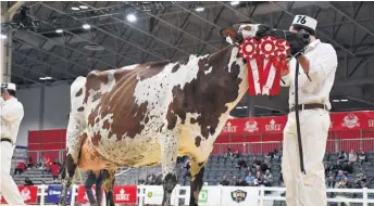  ??  ?? Margot Patagonie, la Grande championne Ayrshire, a réussi à décrocher le titre qui lui manquait pour terminer sa carrière en beauté.