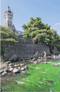  ?? PHOTOS: GERARD O’BRIEN ?? New hue . . . Dye is released into the Water of Leith yesterday as part of an educationa­l exercise organised by the University of Otago School of Geography and the annual HandsOn at Otago programme.
