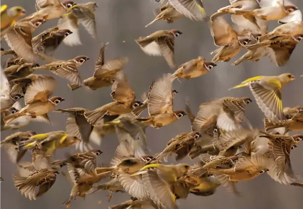  ??  ?? Above: the black cheek spot that distinguis­hes tree from house sparrows is usually visible even in flight – here shown in a mixed flock with some greenfinch­es.