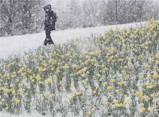  ??  ?? Snow-covered daffodils and ploughs on the streets of Livingston, in West Lothian, as commuters made their way through the wintry conditions just days after the official start of British Summer Time