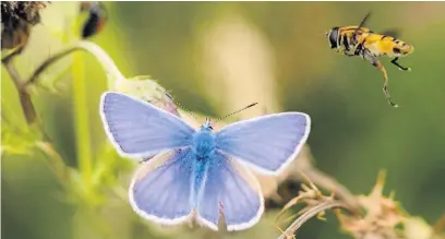  ?? Paul Kirkham ?? ●●Common blue butterfly with a photo-bombing hoverfly