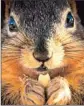  ?? Tom Dorsey Salina Journal ?? THE CONTEST in Holley, N.Y., has prompted a social media campaign to save the squirrels.