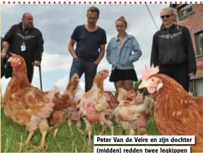  ?? Foto: vmd ?? Peter Van de Veire en zijn dochter (midden) redden twee legkippen van het slachthuis.