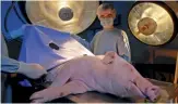  ??  ?? Doctors test robotic surgeons by having them carry out surgery on pigs.