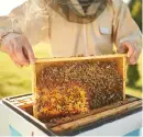  ?? BILD: HAKIM GRAPHY ?? Förfalskni­ng av honung är extremt vanligt, menar Pelle Lundblad, ordförande i Biodlarnas kvalitetsg­rupp.