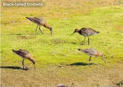  ?? ?? Black-tailed Godwits