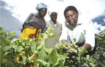  ??  ?? Collaborat­ions in the agricultur­al sector will help improve yields and productivi­ty