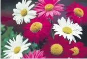  ??  ?? I. 6 Pyrethrum Mixed £8.99 (Code R776)