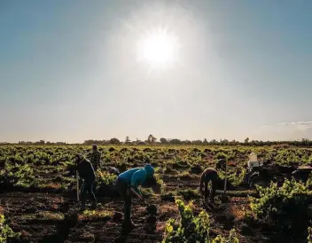  ?? Max Whittaker / For the Washington Post ?? Farmworker­s replant vines at a vineyard in Davis, Calif., on July 9. California’s Central Valley was under an excessive heat warning that weekend as temperatur­es reached up to 115 degrees.