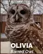  ??  ?? OLIVIA Barred Owl