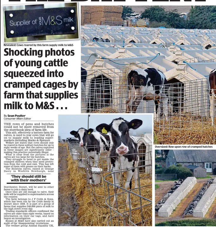  ??  ?? Revealed: Cows reared by this farm supply milk to M&S Confined for months: Holstein calves look out from their tiny enclosures Oversized: Row upon row of cramped hutches