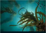  ??  ?? Marine kelp forests contribute to Australia's blue carbon ecosystem.