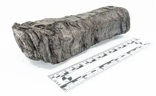  ?? ?? The scroll’s poor condition meant it could not be unwrapped and so 3D X-rays were used to digitally unroll it. Photograph: Vesuvius Challenge