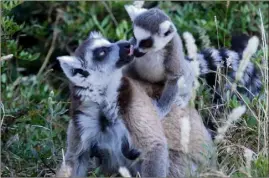  ?? (Photo doc Philippe Arnassan) ?? On peut admirer les lémuriens de Madagascar au parc zoologique de Fréjus, comme le Maki Catta.