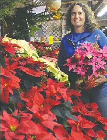 ?? [WHITNEY NEILSON / THE OBSERVER] ?? Rosemary Galivan shows some of the poinsettia­s still available at Belgian Nursery. The more unusual colours tend to sell out earlier in the season, but they still have rows on rows of the traditiona­l colours to add some greenery to your holiday festivitie­s.