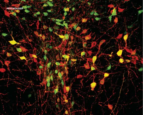  ??  ?? ABOVE: In one study, MIT researcher­s have found that feelings of loneliness can be traced to the brain’s dorsal raphe nucleus (pictured)