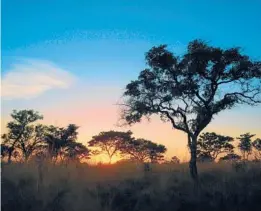  ?? HOLGER KARIUS/DREAMSTIME ?? Sunset in the South African bush. The U.S. outbound market could aid recovery in Africa’s fragile tourism sector.