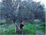  ??  ?? Reporter and writer Cain Burdeau pruning an olive tree with shears and a small saw on a property his wife and he bought in Contrada Petraro in the mountains of northern Sicily near Castelbuon­o. — AP photos