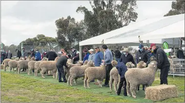  ??  ?? SUCCESS: Some of Victoria’s top rams were on display at Marnoo Recreation Reserve for Marnoo Stud Breeders Associatio­n’s second state show. Organisers hope to build on the event for next year.