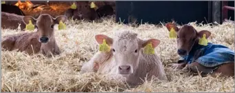  ?? ?? Calves should be disbudded between 2-6 weeks old