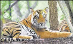  ?? PTI ?? A tiger at the Bannerghat­ta park in Bengaluru.