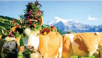  ?? Photo: iStock ?? MOUNTAIN MOO-VERS: Cows are decorated with flowers for the Aelplerfes­t, “alp descent” festival, in Lenk.