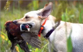  ?? (Arkansas Democrat-Gazette/Bryan Hendricks) ?? A Labrador retriever brings a pheasant back to his handler Friday in a South Dakota milo field.