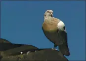  ?? CHANNEL 9 VIA AP, FILE ?? Joe, a pigeon with a blue leg band, stands on a rooftop in Melbourne, Australia, on Wednesday.