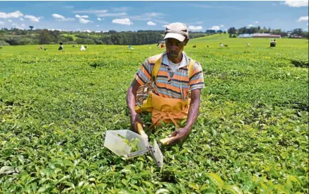  ?? — AFP ?? Sordid history: A farm worker using shears to harvest tea leaves at a plantation in Kenya’s Kericho highlands.