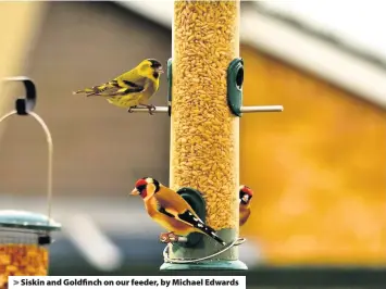  ??  ?? Siskin and Goldfinch on our feeder, by Michael Edwards