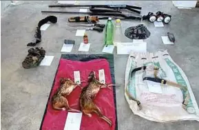  ?? PIC BY MOHD RAFI MAMAT ?? The two mousedeer carcasses and weapons seized from the poacher’s home in Rompin yesterday.