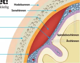  ??  ?? Hodebunnen
Senehinnen
Spindelvev­hinnen
Årehinnen