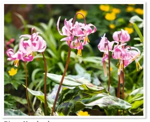  ??  ?? Dieser Hundszahn Erythroniu­m hendersoni­i) bevorzugt einen schattigen Standort. An jedem Stiel können bis zu zehn Blüten sitzen.