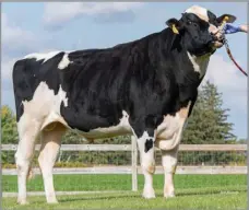  ?? ?? Genosource Captain, the No.1 daughter-proven sire