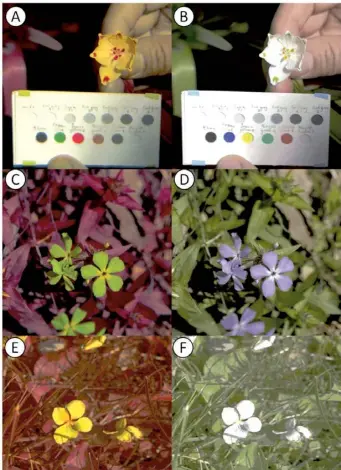  ?? CCBY 4.0 VASAS V, ET AL., 2024, PLOS BIOLOGY, ?? This illustrati­on compares three flowers  summer snowflake (A, B), blue phlox (C, D), and a blue violet (D, E)  in honeybee false colour (left) and humanvisib­le colours (right).