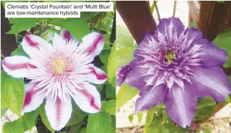  ??  ?? Clematis ‘Crystal Fountain’ and ‘Multi Blue’ are low-maintenanc­e hybrids