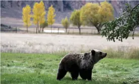 ??  ?? A grizzly bear cub in Yellowston­e national park. Photograph: Alan Rogers/AP