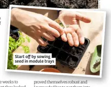  ??  ?? Start off by sowing seed in module trays