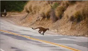  ?? National Parks Service via Associated Press ?? Mountain lion P-23 crosses a road in the Santa Monica Mountains National Recreation Area on July 10, 2013.