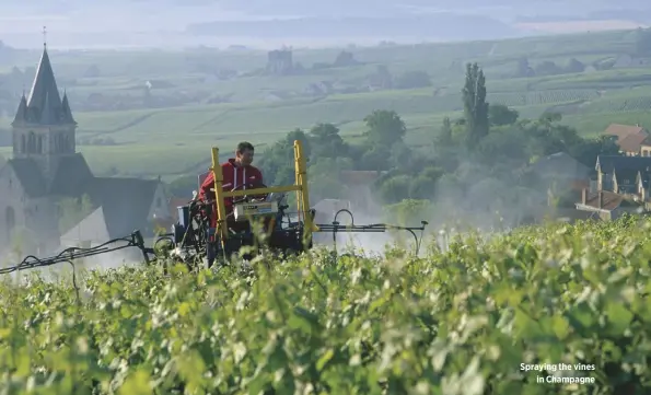  ??  ?? Spraying the vines in Champagne