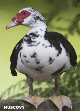  ??  ?? MUSCOVY