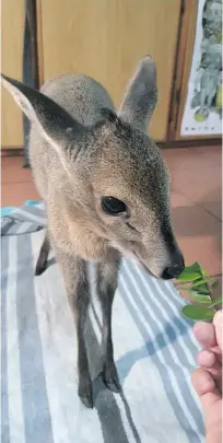  ??  ?? The duiker after it had been rescued in April. > Photo: Supplied